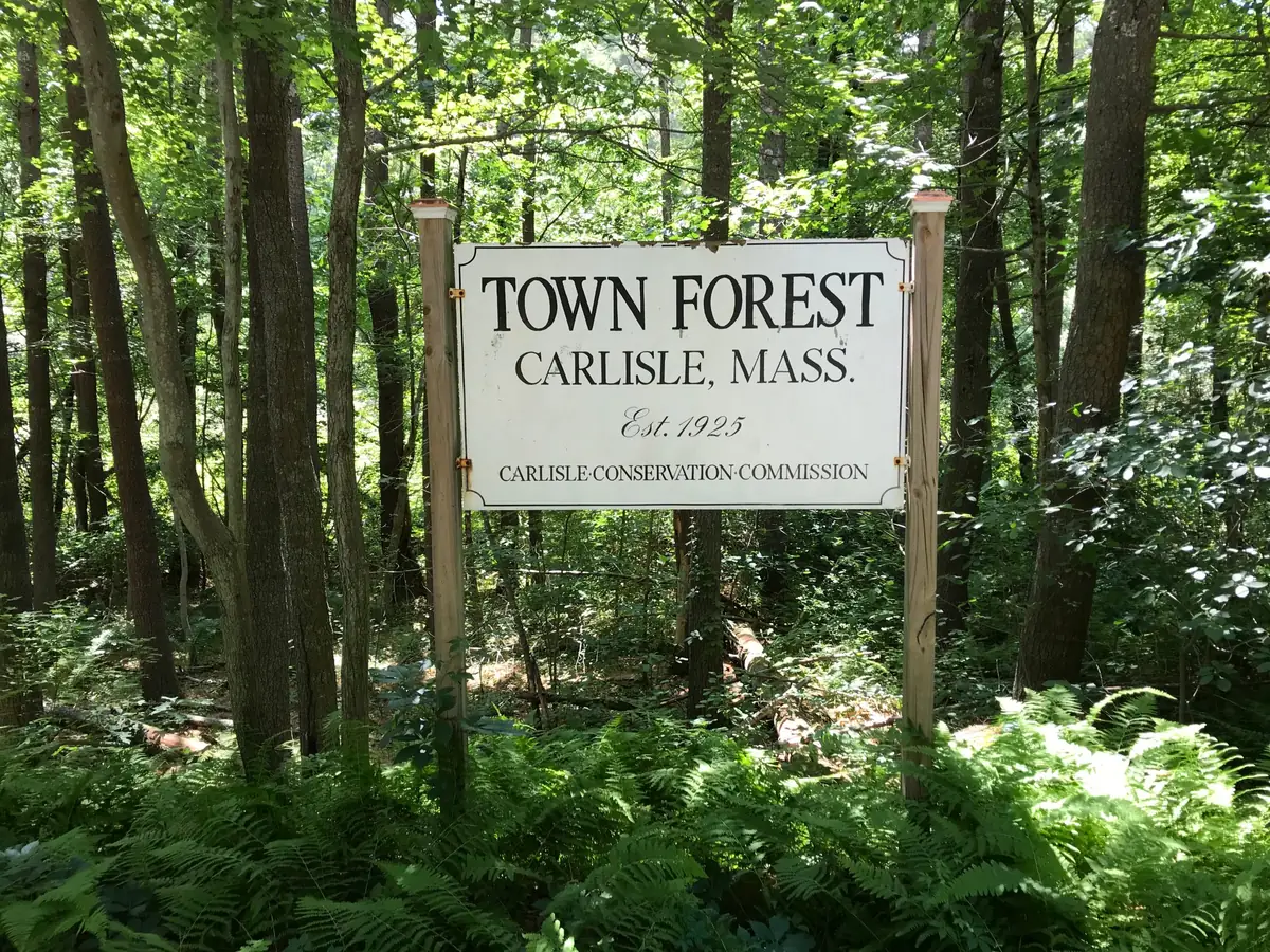 Carlisle Town Forest sign in the woods, surrounded by ferns